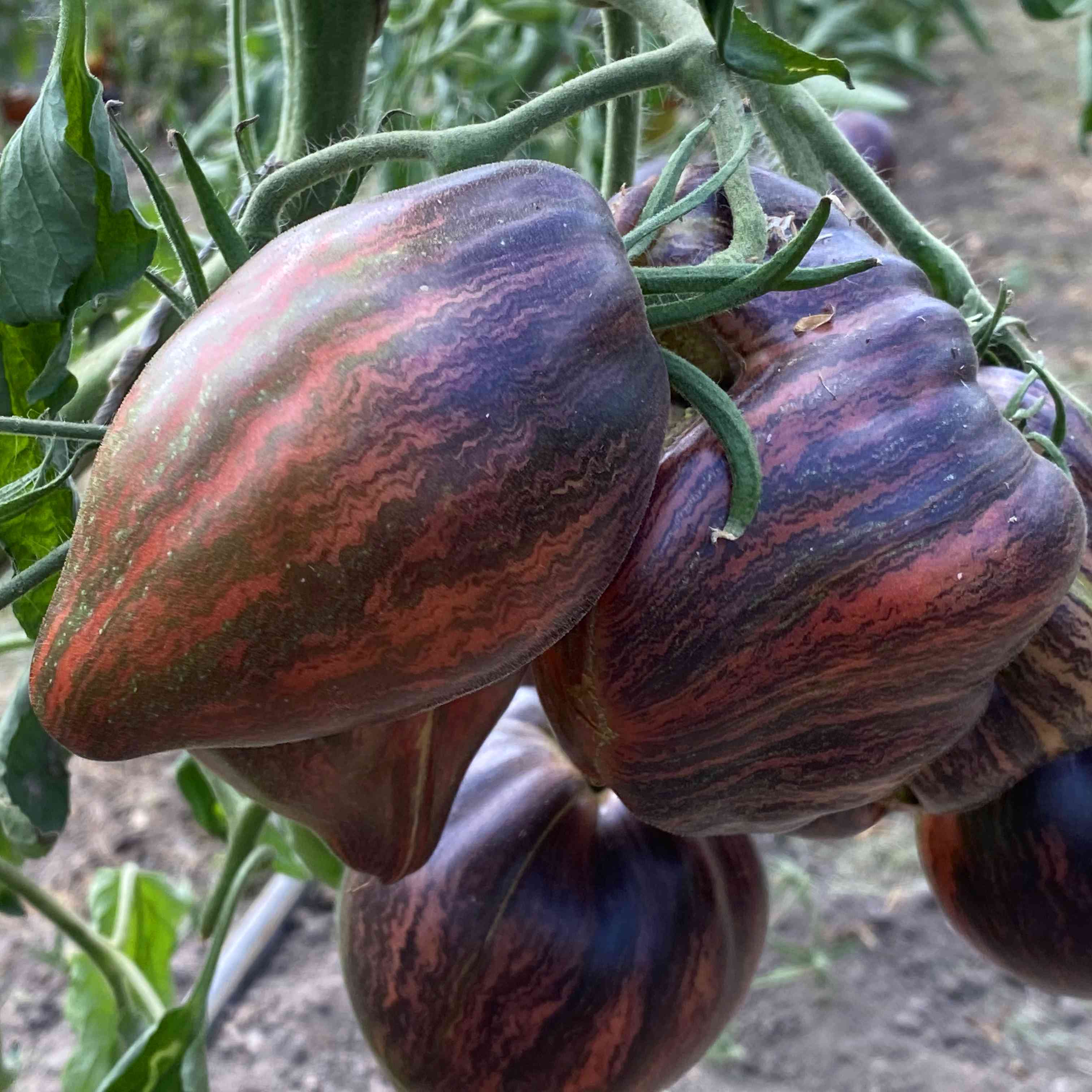 Saatgut / Samen von der Tomate Rebel Starfighter Prime